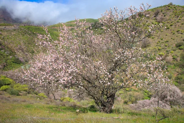 Caldera de Tejeda en hiver — Photo