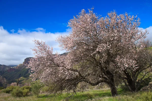 Caldera de Tejeda på vintern — Stockfoto