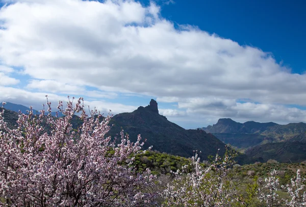 Caldera de tejeda im Winter — Stockfoto