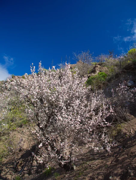 Caldera de Tejeda på vintern — Stockfoto