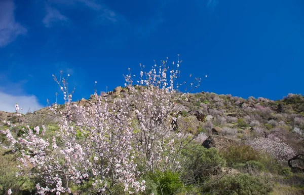 Caldera de Tejeda in de winter — Stockfoto