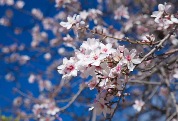 Fundo amêndoas floração — Fotografia de Stock