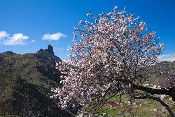 Caldera de tejeda im Winter — Stockfoto