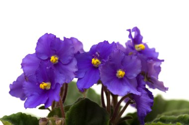 koyu mor african violet