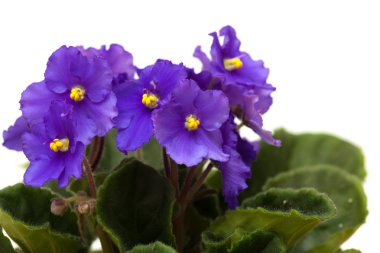 koyu mor african violet