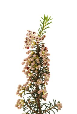 Erica arborea