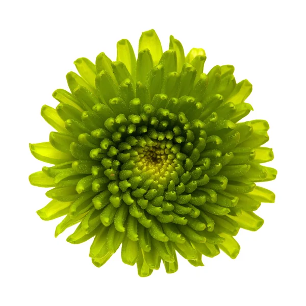 Chrysanthemen — Stockfoto