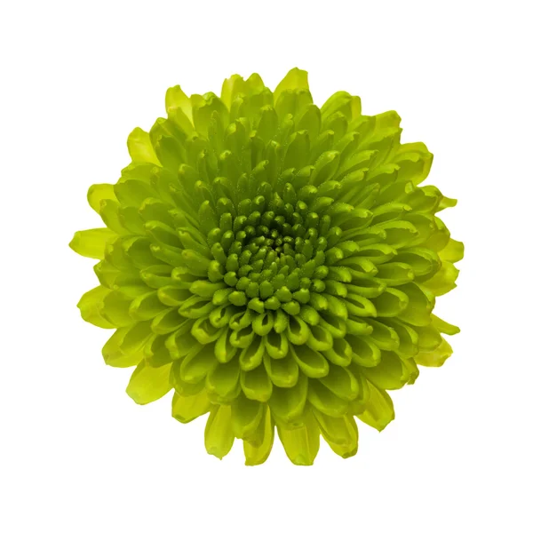 Chrysanthemen — Stockfoto