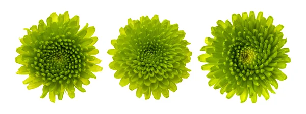 Green Chrysanthemum — Stock Photo, Image