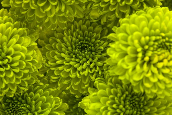 Green Chrysanthemum — Stock Photo, Image