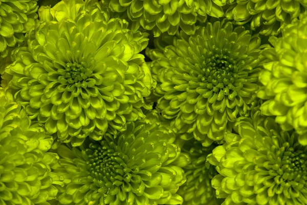 Green Chrysanthemum — Stock Photo, Image