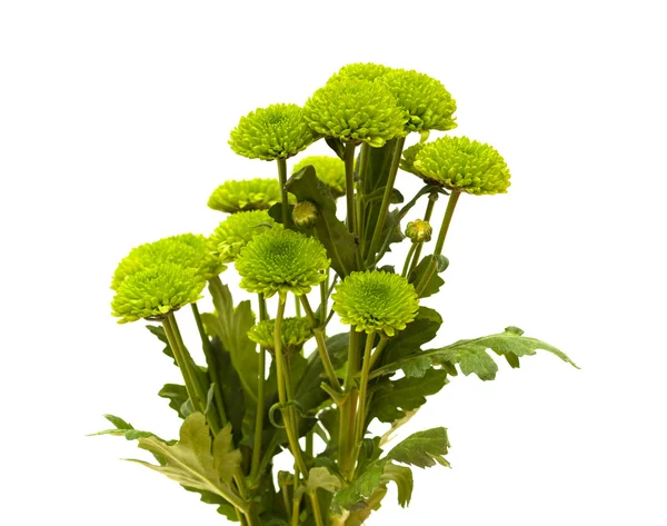 Green Chrysanthemum — Stock Photo, Image