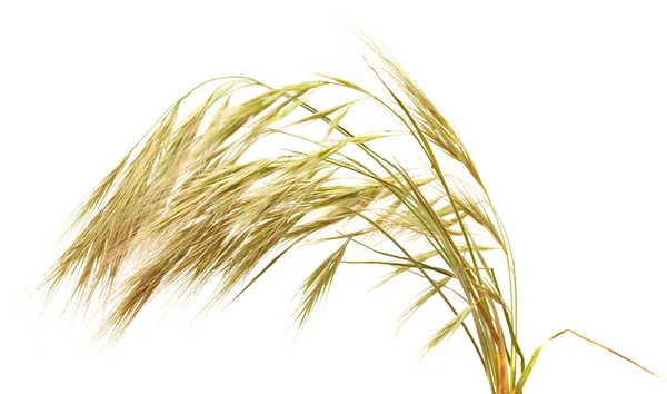 Grass with long Awns  isolated on white — Stock Photo, Image