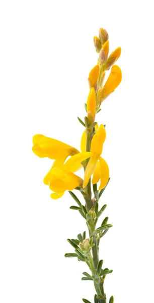 Microphylla genista — Foto Stock