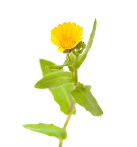 Ringelblume — Stockfoto