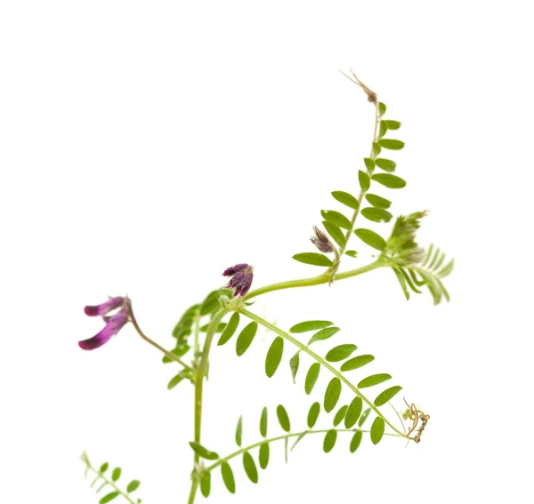 Vicia benghalensis — Stock Photo, Image