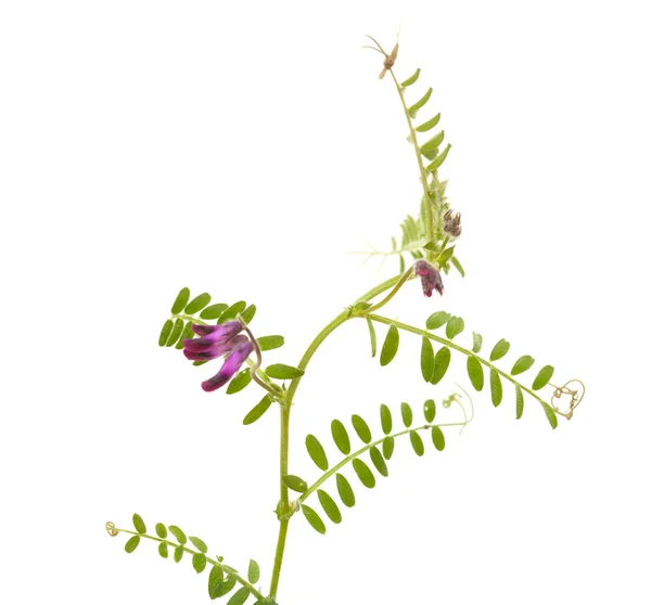 Vicia benghalensis — Stockfoto