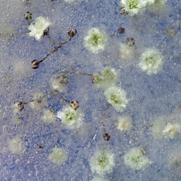 Frozen flora, Gypsophila — Stock Photo, Image