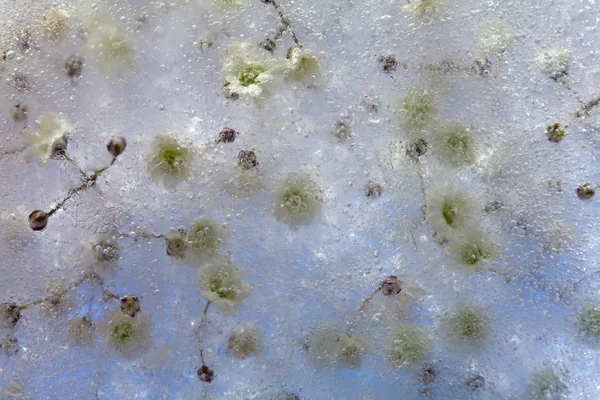 Bevroren flora, Gypsophila — Stockfoto