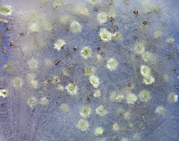 Flore congelée, Gypsophila — Photo