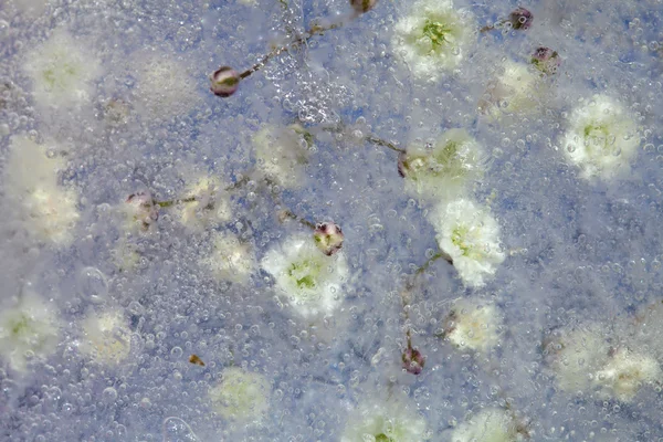 Flora congelada, Gypsophila —  Fotos de Stock