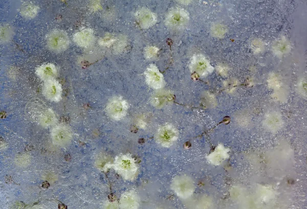 Frozen flora, Gypsophila — Stock Photo, Image