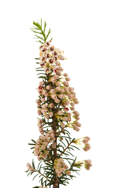 Erica arborea — Zdjęcie stockowe