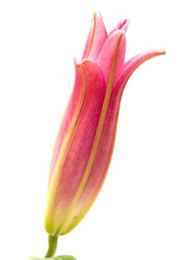 pembe lily açılış bud 