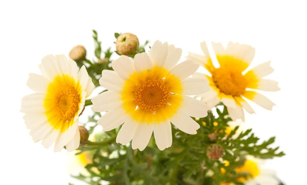 Garland chrysanthemum isolated on white — Stock Photo, Image