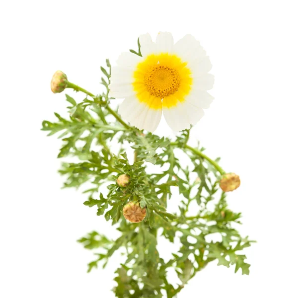 Garland chrysanthemum isolated on white — Stock Photo, Image