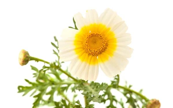 Chrysanthème guirlande isolé sur blanc — Photo