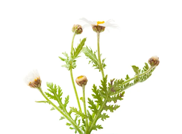 Argyranthemum adauctum — Stockfoto