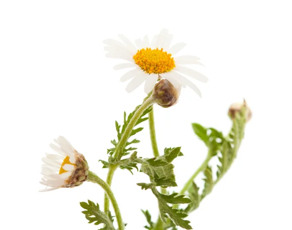 Argyranthemum adauctum — Zdjęcie stockowe