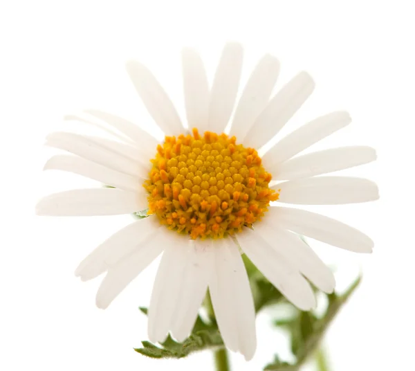 Argyranthemum adauctum — Stock Photo, Image