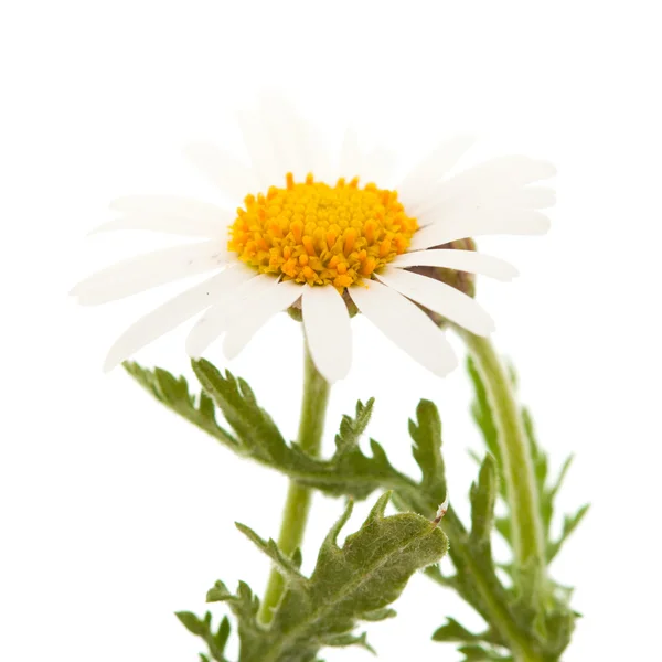 Argyranthemum adauctum — Stock Photo, Image