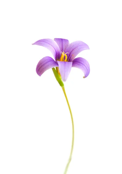 Romulea-kolumnen — Stockfoto