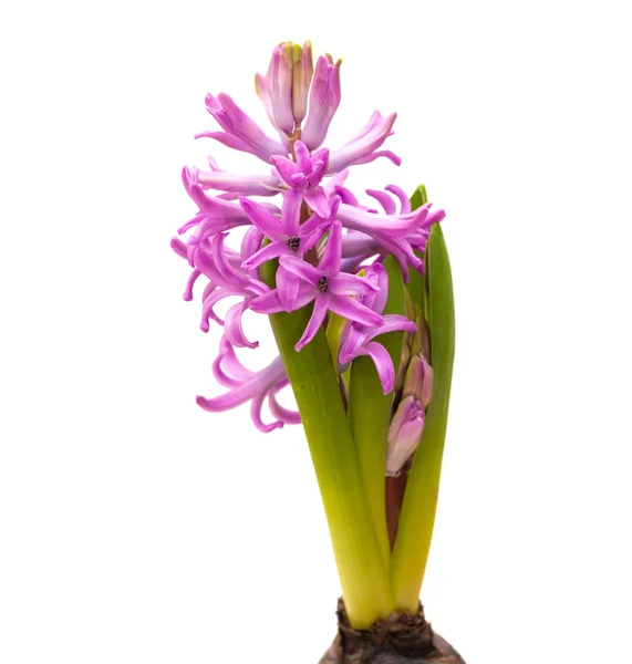 Bright magenta hyacinth — Stock Photo, Image