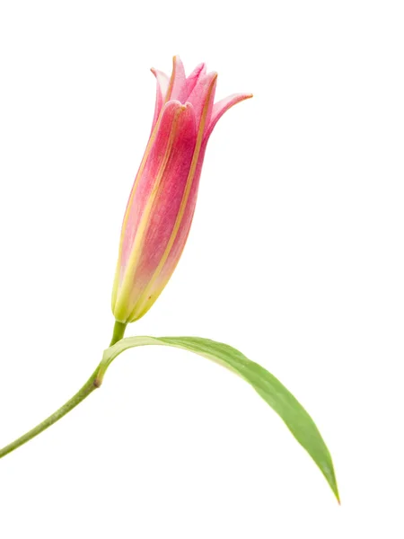 Roze lily opening bud — Stockfoto