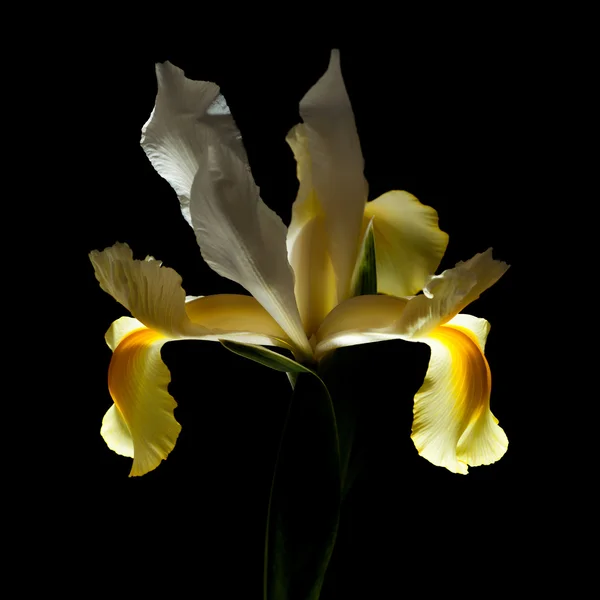 Yellow and white iris — Stock Photo, Image