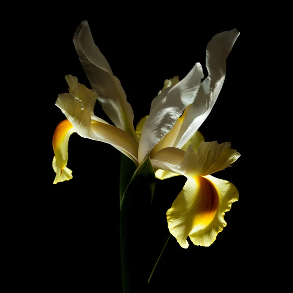 Gelbe und weiße Iris — Stockfoto