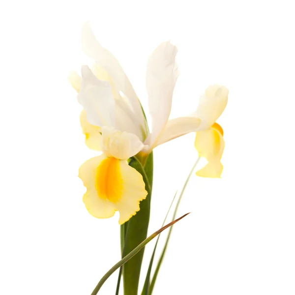 Gele en witte iris — Stockfoto