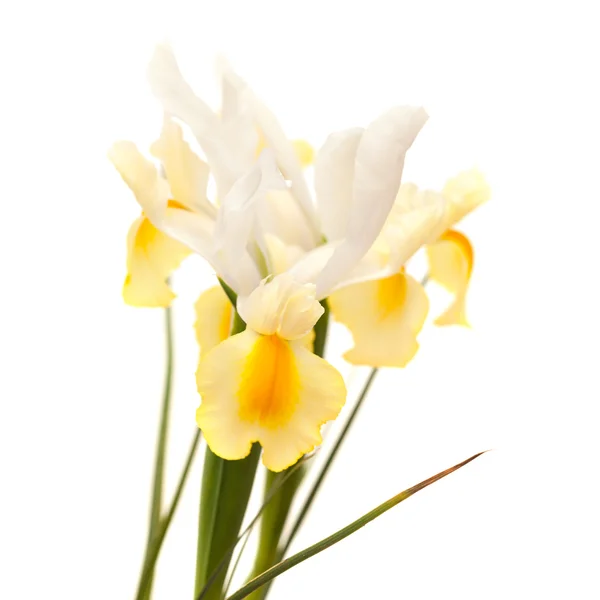 Gelbe und weiße Iris — Stockfoto