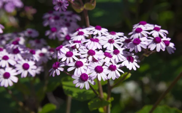 Pericallis webbii — Stok fotoğraf