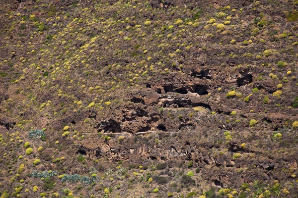 Barranco de Guayadeque — Photo