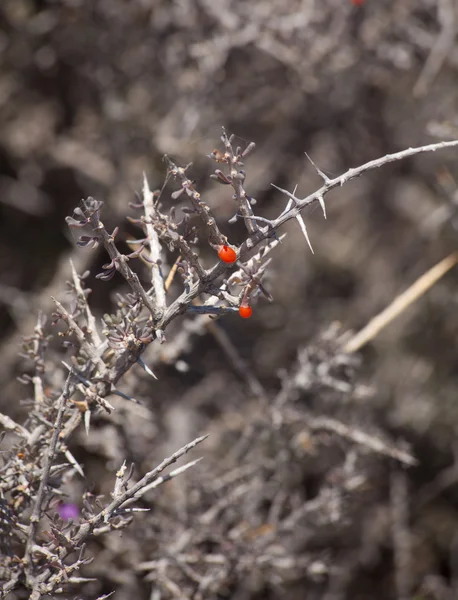 Bayas rojas pequeñas de Lycium intricatum — Foto de Stock