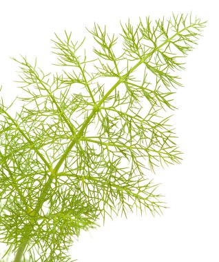 fennel leaf clipart
