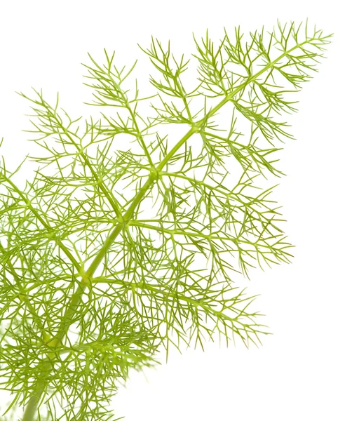 Fennel leaf — Stock Photo, Image