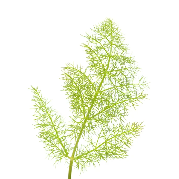 Folha de erva-doce — Fotografia de Stock