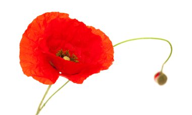 parlak kırmızı haşhaş çiçek izole