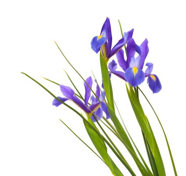 koyu mor gözü aç beyaz izole çiçekler